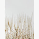 Pampass Grass Natural Framed A2 Print HW Art - Wall Decor, Clock, Wall Mirror Papier HQ   